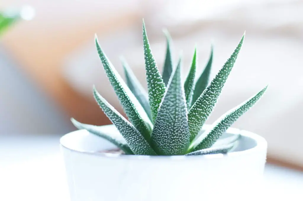 When to water succulents