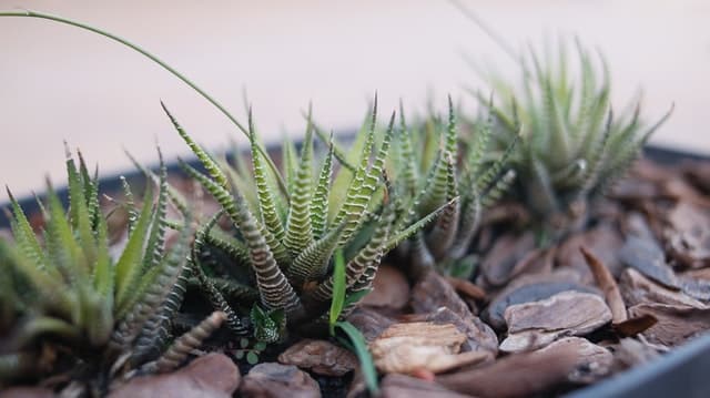 zebra cactus haworthia how long can go without watering