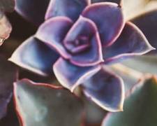 succulent leaves turning purple due to stress