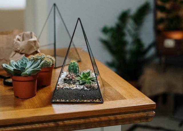 How to water succulents with no drainage