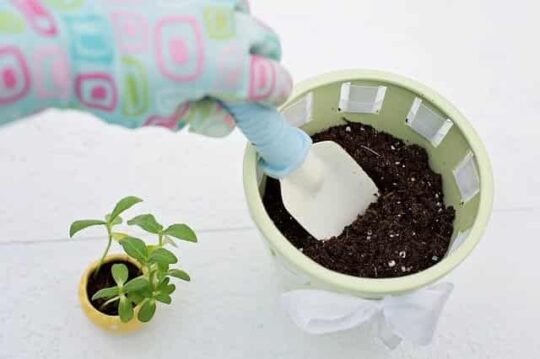preparing soil for repotting succulent