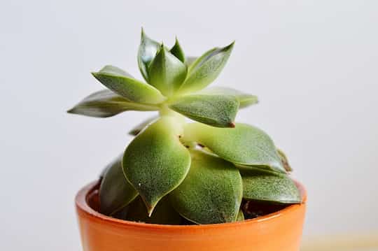 succulent in a pot little bit overwatered
