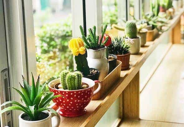 succulents for east facing window