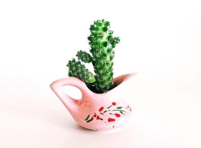 cactus with no drainage holes