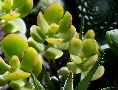 jade plant also named as money plant is seen as good luck