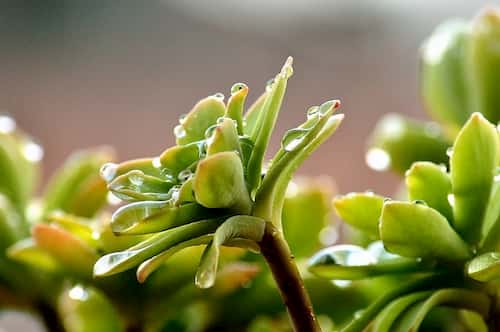 water drops on succulents