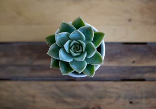 succulent at home