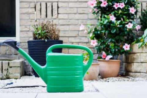 watering can for watering succulents