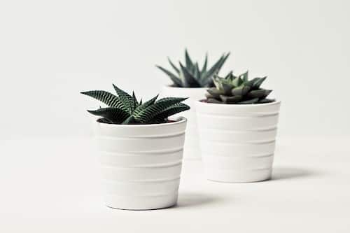indoor succulents in a pot
