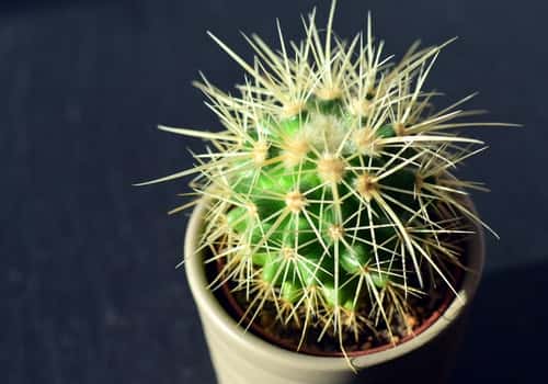 cactus growing in pot soil