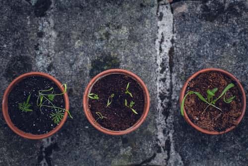 soil in pots for indoor plants