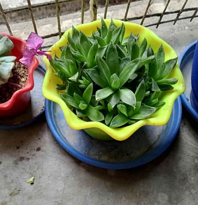 Succulent Eschevia in a pot with flower